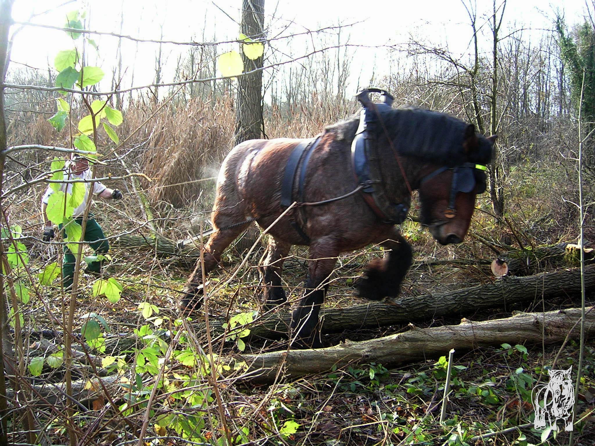 Cheval