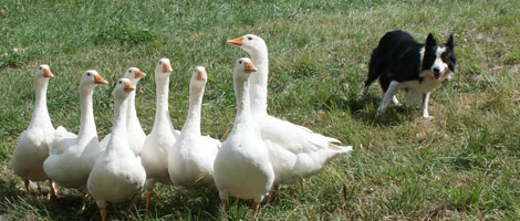 chiens troupeaux